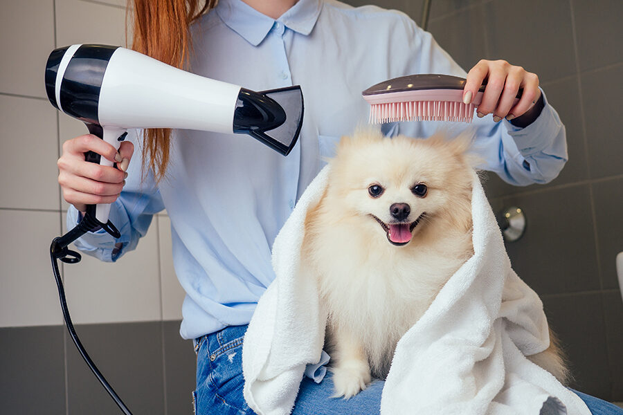 Fluffy dog